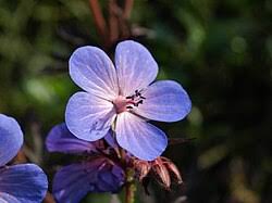 Image result for Geranium mlanjense