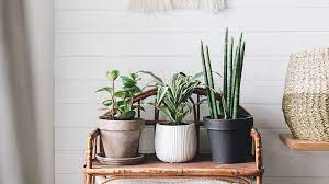 Whether you are seeking good luck plants, indoor or outdoor, we have covered all types so that you can shop in a breeze. 10 Best Indoor Plants For The Singapore Home Her World Singapore