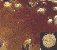 Ringworm In Horses The Dreaded Skin Infection Ranvet