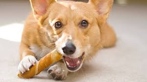 When puppies start gnawing on rawhide chews, they tend to feel less pain as their teeth push through. Rawhide Bones And Treats For Dogs Risks And Benefits