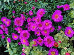 Image result for Asters `Jenny
