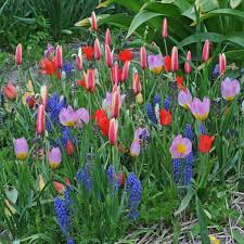 Von der zwiebelspitze aus ca. Exklusive Sorten Bei Blumenzwiebeln Gartenpraxis