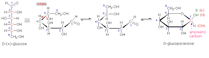 What is an anomeric carbon? Carbohydrates