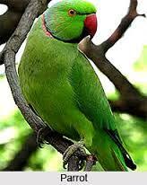 Parrot Seen In Kerala Parrot Pet Birds Colorful Parrots