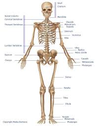 Labeled Skeleton System Skeletal System Human Skeletal System Skeletal