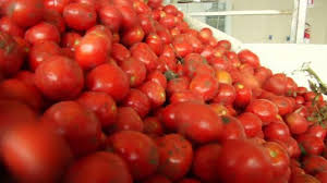 Trend Google: salmonella pomodori freschi puglia