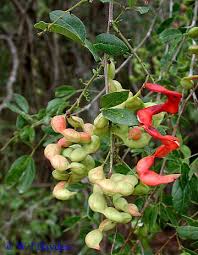 Pithecellobium Dulce Fruit Flowers Fruit Garden Fruit Plants