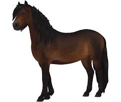 Dartmoor Pony | Horse breed | Star Stable