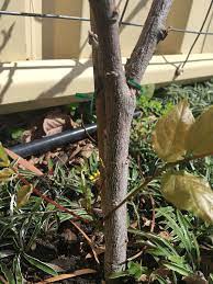 How do i know whether my wisteria is dead? My Wisteria Looked Dead But Now It Has A Few Leaf Growing Back What Should I Do 428223 Ask Extension