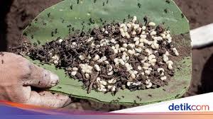 Maybe you would like to learn more about one of these? Bukan Telur Ikan Kaviar Meksiko Ini Berasal Dari Telur Semut