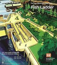The fish ladder, locks and grounds, including carl s. Ballard Locks Wikipedia