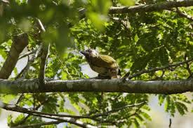 Image result for Hyperacanthus microphyllus