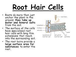 They have large vacuoles to absorb water quickly and transport it to the next cells. How Do Plants Taken In Water From The Soil Root Hair Cells Roots Do More Than Just Anchor The Plant In The Ground They Take Up Water And Mineral Salts Ppt