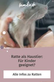 Ratte Als Haustier Fur Kinder Geeignet Familie De Haustiere Fur Kinder Ratte Haustier Haustier