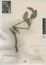 Image result for Erianthemum dregei