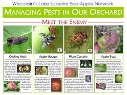 I found very little that looked like this in my 'apple damage' google search! Home Orchard Management Royal Oak Farm Orchard 03 24 20