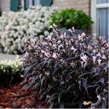 Image result for Strobilanthes anisophylla