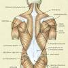 Feb 17, 2021 · feel your external rotator muscles (aka your butt) activating. 1
