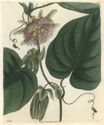Image result for Passiflora ligularis