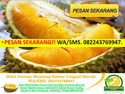 Review durian harga 6 rb. Wa Sms 0822 4376 9947 Jual Bibit Durian Musang King Di Surabaya Bpk Navis S Pd Jual Bibit Durian Musang King Muaro Jambi