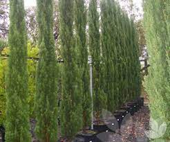 This compact tree has small branches that grow vertically to give the tree a dwarf, narrow pyramid look. Squeeze Me In Trees For Tight Spaces Collections Speciality Trees
