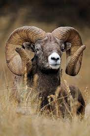 Image 13 29699 Bighorn Ram Print Picture Display Art Wall Decor Photograph Wildlife Nature Sport Animals Majestic Animals Nature Animals