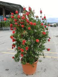 Image result for Callistemon