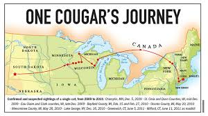 Tapuya baktığımda kat mülkiyeti işaretlenmiş, kat irtifakı boş. Cougar Numbers Increasing In The Midwest