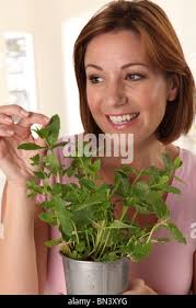 Fresh green mint or mentha leaves pattern isolated