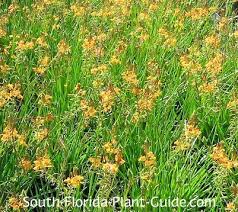 Plant one of these 7 best flowering trees for your south florida property. Flowering Perennials For South Florida