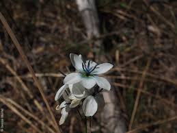 Image result for Polystachya epiphytica