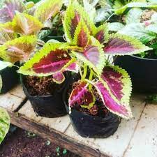 Beberapa tanaman hias bunga dan tanaman hias indoor juga mudah dirawat dan dapat hidup tanaman hias bunga yang hadir dalam warna pink, lilac, merah, atau putih ini tampak seperti. Jual Tanaman Bunga Miyana Tanaman Hias Hidup Shopee Indonesia