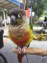 Small Yellow Bird With Red Cheeks Name Of Pet Aru Breed Yellow Sided Conure Parrot Color Green Body Wing Yellow Under Wing Pinkish Red Crest Belly And Re Losing A Pet Conure Parrots Parrot
