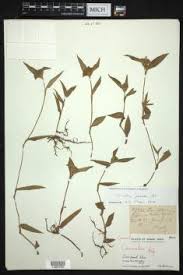 Image result for Commelina nyasensis