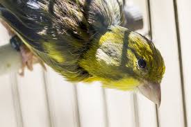 Canari L Oiseau Domestique Le Plus Abondant Au Monde Exotiques