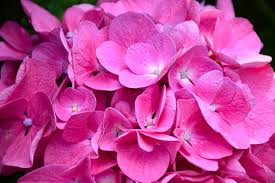 Its relatively coarse texture can be used to stand it apart from other landscape plants with finer foliage.this shrub will require occasional maintenance and upkeep, and should only be pruned after flowering to avoid removing any of the current season's flowers. The Best Flowering Shrub For Your Space Summerwinds Ca