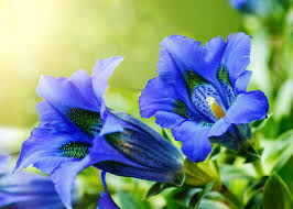 Sai dove trovare nomi per i fiori di alta qualit?e a prezzi bassi? Genziana Significato Simbologia E Linguaggio Della Genziana