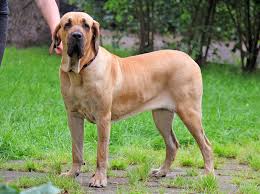 Maybe you would like to learn more about one of these? Fila Brasileiro Cuidados E Historia Da Raca Melhoramigo Dog