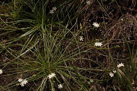 Image result for Trachyandra saltii