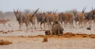 Detailed map of etosha national park showing the location of all major lodges, tented camps, attractions, campsites, rivers and roads! Etosha National Park Videos Facebook