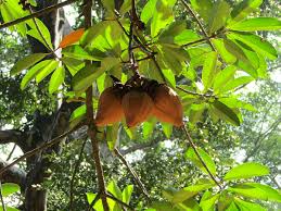 Image result for Pentadesma