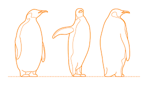 Do you want to improve your english grammar? Emperor Penguin Dimensions Drawings Dimensions Com