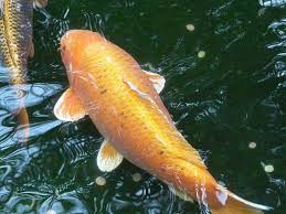 Haluskan telur asin sama amisan dengan air panas setengah gelas, aduk sampai. Umpan Ikan Mas Jitu Sudah Terbukti Dari Dulu Hingga Sekarang