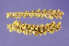 Image result for Echinochloa haploclada