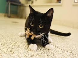 Previous set of related ideas. It S Black Cat Appreciation Day So The Aspca Is Waiving Black Cat Adoption Fees Gothamist