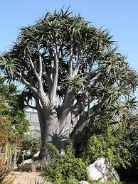 Image result for Aloe barendii