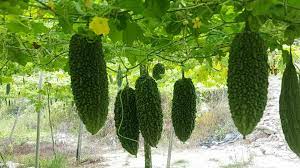 Peria katak bijinya tak pahit yang pahit tu kulit luarnya lah.!!.kalau kena gaya masak sedap. Khasiat Peria Katak Dan Epal Hijau Khasiat Pokok Herba Malaysia