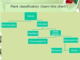Plants 7 Th Grade Diversity Of Living Things Mod B Unit 2