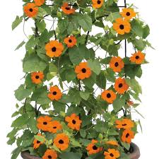 Image result for Thunbergia annua