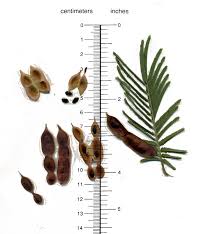 Image result for Acacia dealbata